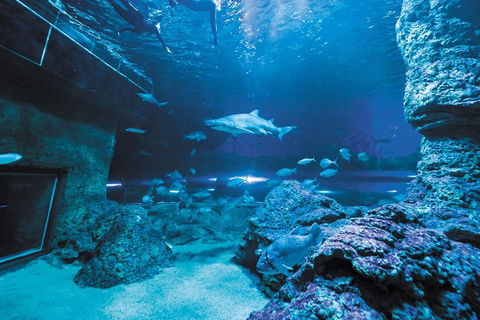 Dive With Sharks At AQWA - Darwin Holiday 3
