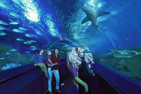 Dive With Sharks At AQWA - Darwin Holiday 5