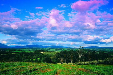 Yarra Valley Wine And Cider Tours By Classic Convertibles From Melbourne - Darwin Holiday 3