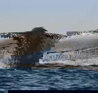 Sydney Whale-Watching Cruise Including Lunch or Breakfast - Darwin Holiday