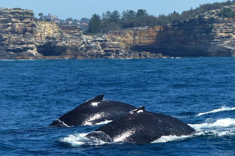 Sydney Whale-Watching Cruise Including Lunch Or Breakfast - Darwin Holiday 2