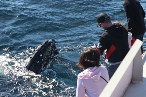 Sydney Whale-Watching Cruise Including Lunch Or Breakfast - Darwin Holiday 5