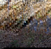 Wild Australian Wildlife 4WD Tour from Sydney - Darwin Holiday