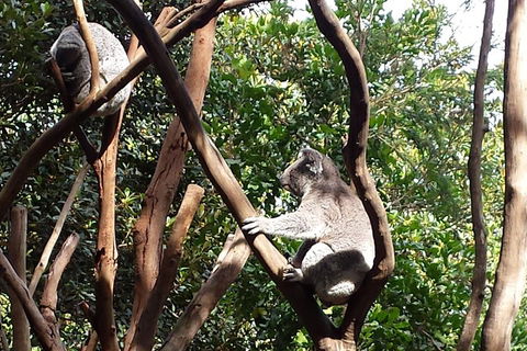 Small-Group Blue Mountains Tour With Bush Walks And Featherdale Wildlife Park - Darwin Holiday 5