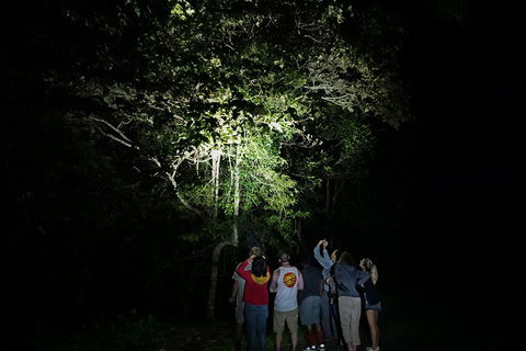 Atherton Tablelands Rain Forest By Night From Cairns - Darwin Holiday 2