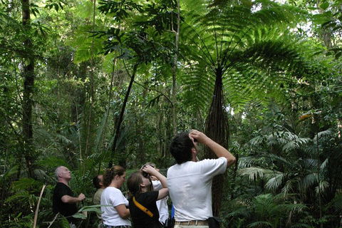Atherton Tablelands Rain Forest By Night From Cairns - Darwin Holiday 3