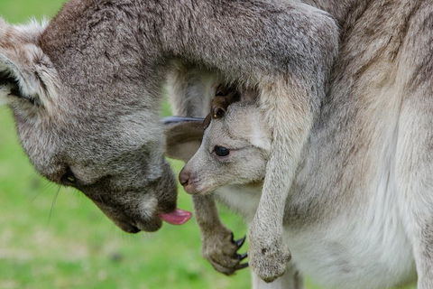 3-Day Melbourne To Adelaide Small-Group Tour Via Great Ocean Road Grampians - Darwin Holiday 1