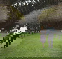 Hunter Valley Wine Tour from Sydney with Lunch and 3 Cellar Door Tastings - Darwin Holiday