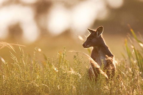 Blue Mountains Day Tour With Wildlife At Sunset From Sydney - Darwin Holiday 2