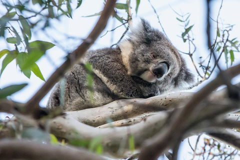 Great Ocean Road And Grampians 2 Day Short Break Escape From Melbourne - Darwin Holiday 2