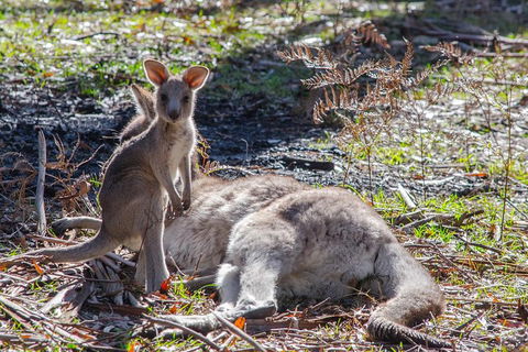 Adelaide To Melbourne 3-Day Trip Through Grampians And Great Ocean Road - Darwin Holiday 5