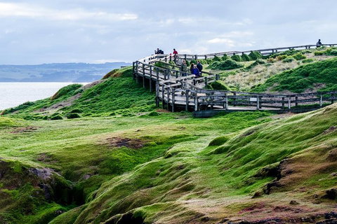 Phillip Island Penguin Parade Day Trip With Koala Conservation Reserve Visit - Darwin Holiday 4