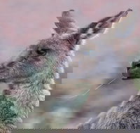 Grampians National Park with Kangaroos and MacKenzie Falls from Melbourne - Darwin Holiday