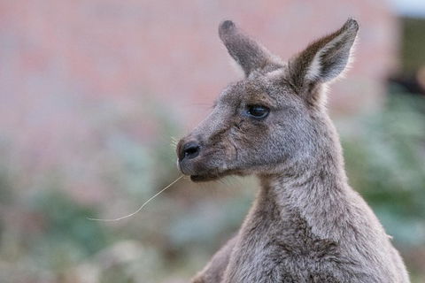 Grampians National Park With Kangaroos And MacKenzie Falls From Melbourne - Darwin Holiday 0
