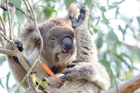 Great Ocean Road Reverse Itinerary With 12 Apostles From Melbourne - Darwin Holiday 1