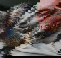 Kangaroos  Koala encounter experience Half day private tour - Darwin Holiday