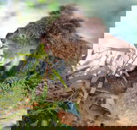 Blue Mountains Private Tour with Kangaroos  Koala Encounter - Darwin Holiday