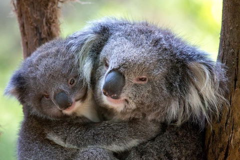 Healesville Sanctuary General Entry Ticket - Darwin Holiday 0