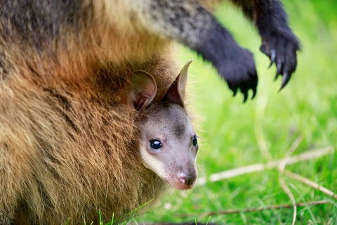 Healesville Sanctuary General Entry Ticket - Darwin Holiday 2