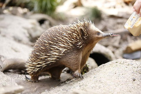 Healesville Sanctuary General Entry Ticket - Darwin Holiday 4