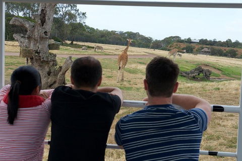 Off-Road Safari At Werribee Open Range Zoo - Darwin Holiday 4