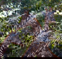 Werribee Open Range Zoo General Admission Ticket - Darwin Holiday