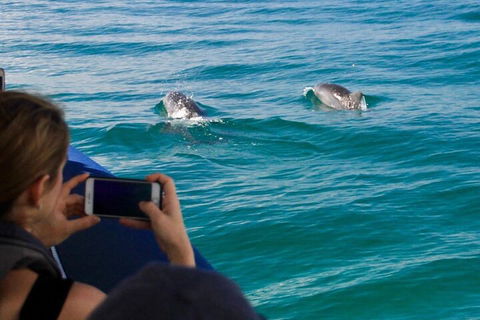 Cruise With Dolphins In Byron Bay - Darwin Holiday 1