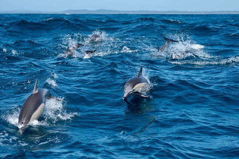 Cruise With Dolphins In Byron Bay - Darwin Holiday 2