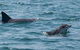 Cruise With Dolphins In Byron Bay - thumb 5