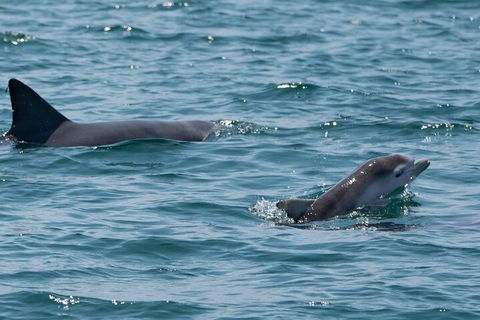 Cruise With Dolphins In Byron Bay - Darwin Holiday 5
