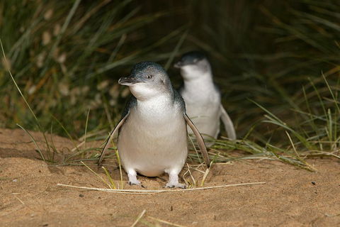 Phillip Island Penguin And Koala Highlights Day-Trip From Melbourne - Darwin Holiday 3