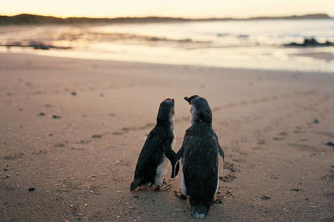 Phillip Island Penguin And Koala Highlights Day-Trip From Melbourne - Darwin Holiday 4