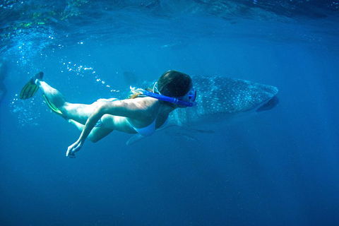 6-Day Coral Coaster From Perth To Exmouth One-Way Via Monkey Mia Ningaloo Reef - Darwin Holiday 3