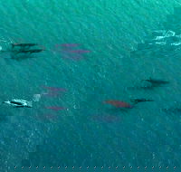 40-45 Minute Port Stephens and Stockton Beach Helicopter Flight - For 2 - Darwin Holiday