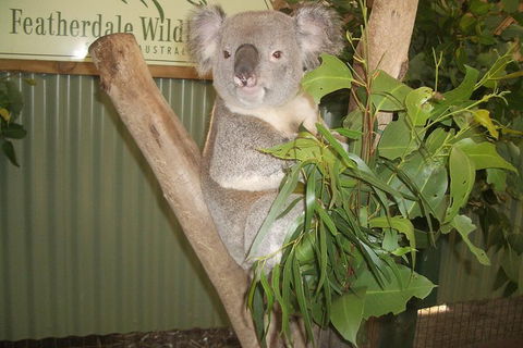 Blue Mountains Private Full-Day Tour From Sydney With Cruise - Darwin Holiday 0