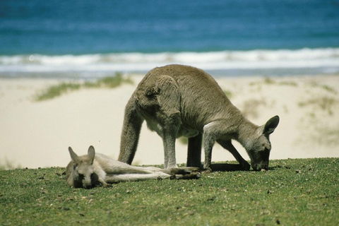 Great Ocean Road Highlights Tour - 2 Days, 1 Night - Darwin Holiday 2