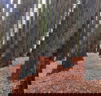 Great Ocean Road  Phillip Island - 2 Days 1 Night - Darwin Holiday