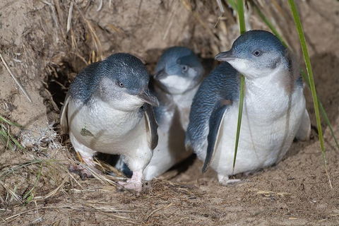 Great Ocean Road & Phillip Island - 3 Days, 2 Nights - Darwin Holiday 2