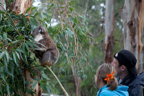 Great Ocean Road & Phillip Island - 3 Days, 2 Nights - Darwin Holiday 4
