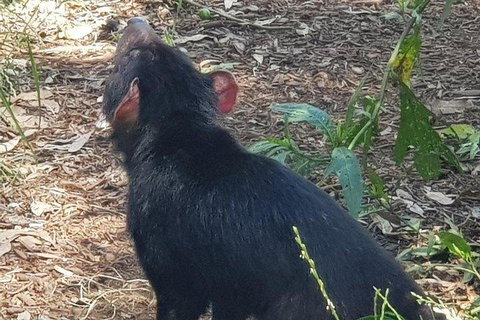 Phillip Island Penguin And Wildlife Tour - Darwin Holiday 0