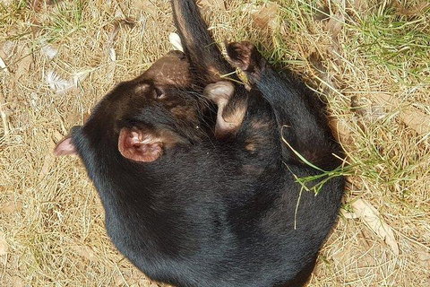 Phillip Island Penguin And Wildlife Tour - Darwin Holiday 3