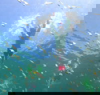 Manly Snorkel Trip and Nature Walk with Local Guide - Darwin Holiday