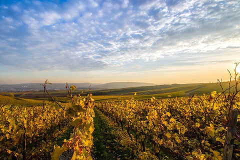 Wine Tours Sydney - Southern Highlands Day Escape, Full Day Wine Tasting Tour - Darwin Holiday 1