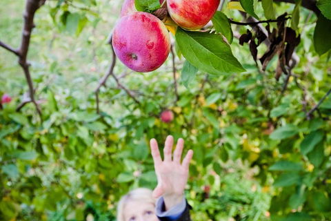 Perth Hills - Wildlife, Art & Gastronomy - Darwin Holiday 1