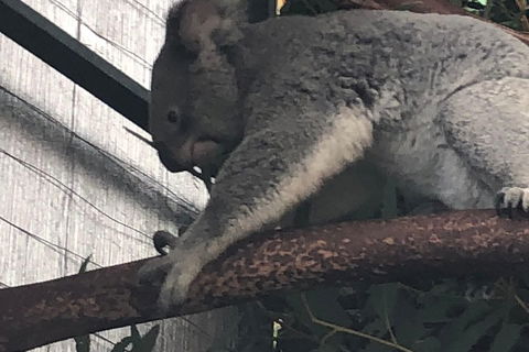 Perth Hills - Wildlife, Art & Gastronomy - Darwin Holiday 3