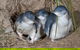 1 Day Exclusively Private Tour Of Phillip Island & The Penguin Parade - thumb 5