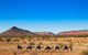 Alice Springs Camel Tour - thumb 0