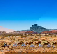 Alice Springs Camel Tour - Darwin Holiday