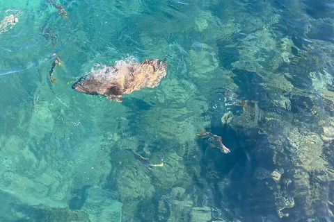 Aquascene Magnetic Island Discovery Tour - Darwin Holiday 1