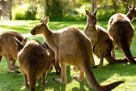 Melbourne City Card (3 Days): Visit Unlimited Attractions! - Darwin Holiday 4